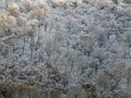 View of snow covered forest with hoarfrost covered trees in bright sunlight Royalty Free Stock Photo