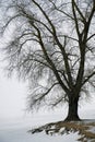 View of a snow-covered lake in early March. Silhouette of a tall tree.