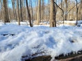 View From a Snow-Covered Log