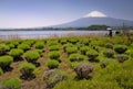 View of snow covered Mount Fuji and lake Kawaguchiko