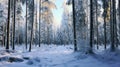 View of snow covered trees in forest .