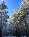 snow covered trees with early sun reflecting off snow and bright blue clear sky in background Royalty Free Stock Photo