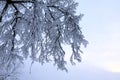View of snow tree branch Royalty Free Stock Photo