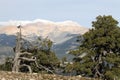 View of snowclad peaks with ancient cedar trees in foreground Royalty Free Stock Photo