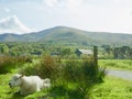 Shee and the countryside