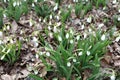 View of snowdrops on Bear mountain Royalty Free Stock Photo