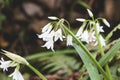 view snowdrops wood. High quality photo Royalty Free Stock Photo