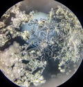 View on snowflake under microscope ocular Royalty Free Stock Photo