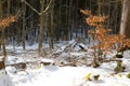 View in the snowy forest