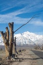 View of snowy mountain peak from road in Manzanar lined with winter trees in California Royalty Free Stock Photo