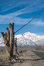 View of snowy mountain peak from road in Manzanar lined with winter trees in California Royalty Free Stock Photo