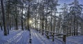 View of snowy pine forest with sun rays coming through and wooden path for relaxing walk. Covered in snow pine, fir and spruce Royalty Free Stock Photo