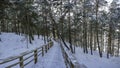 View of snowy pine forest and wooden trail for relaxing walk. Covered in snow pine, fir and spruce trees Royalty Free Stock Photo