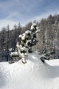 A view of a snowy small pine tree in the snow covered landscape in the alps switzerland in winter Royalty Free Stock Photo