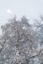 View into a snowy treetop while it is snowing