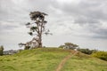 View on a solitary pine tree and a narrow path leading to it on One Tree Hill in Auckland