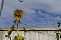 A dead sunflower in the backyard