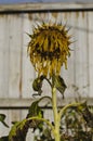 A solo dead sunflower head in the garden Royalty Free Stock Photo