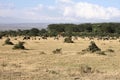 A view of Some Antelopes and giraffes