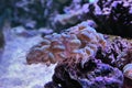 A view of some Bubble Coral