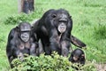 A view of some Chimpanzees