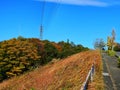 view of some color leafs.