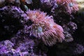 A view of some coral