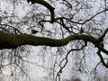 A view some Egyptian Geese in a tree