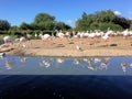 A view of some Greater Flamingos