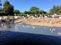 A view of some Greater Flamingos