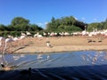 A view of some Greater Flamingos