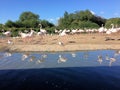 A view of some Greater Flamingos