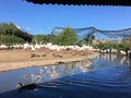 A view of some Greater Flamingos