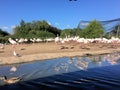 A view of some Greater Flamingos