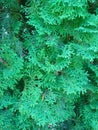 Green boughs of a conifer Royalty Free Stock Photo