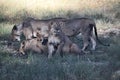 A view of some Lions in Nakuru National Park