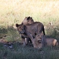 A view of some Lions in Nakuru National Park