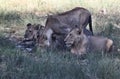 A view of some Lions in Nakuru National Park