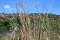 LONG WILD SEEDING GRASS AGAINST BLUE SKY