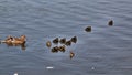 A view of some Mallard Ducklings at Nantwich Royalty Free Stock Photo