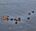 A view of some Mallard Ducklings at Nantwich Royalty Free Stock Photo