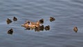 A view of some Mallard Ducklings at Nantwich Royalty Free Stock Photo