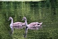 A view of some Mute Swan Cygnets