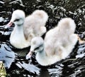 A view of some Mute Swan Cygnets