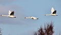 A view of some Mute Swans at Martin Mere Nature Reserve Royalty Free Stock Photo