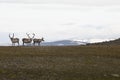View of some native reindeers in the Arctic