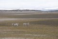 View of some native reindeers in the Arctic