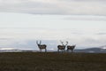 View of some native reindeers in the Arctic