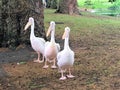 A view of some Pelicans