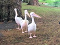 A view of some Pelicans